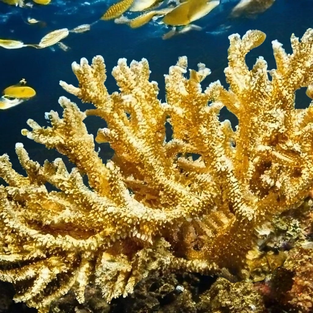 GoldCoral-580-LP2CW-FR